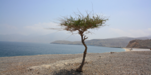 Tree thriving in environment.
